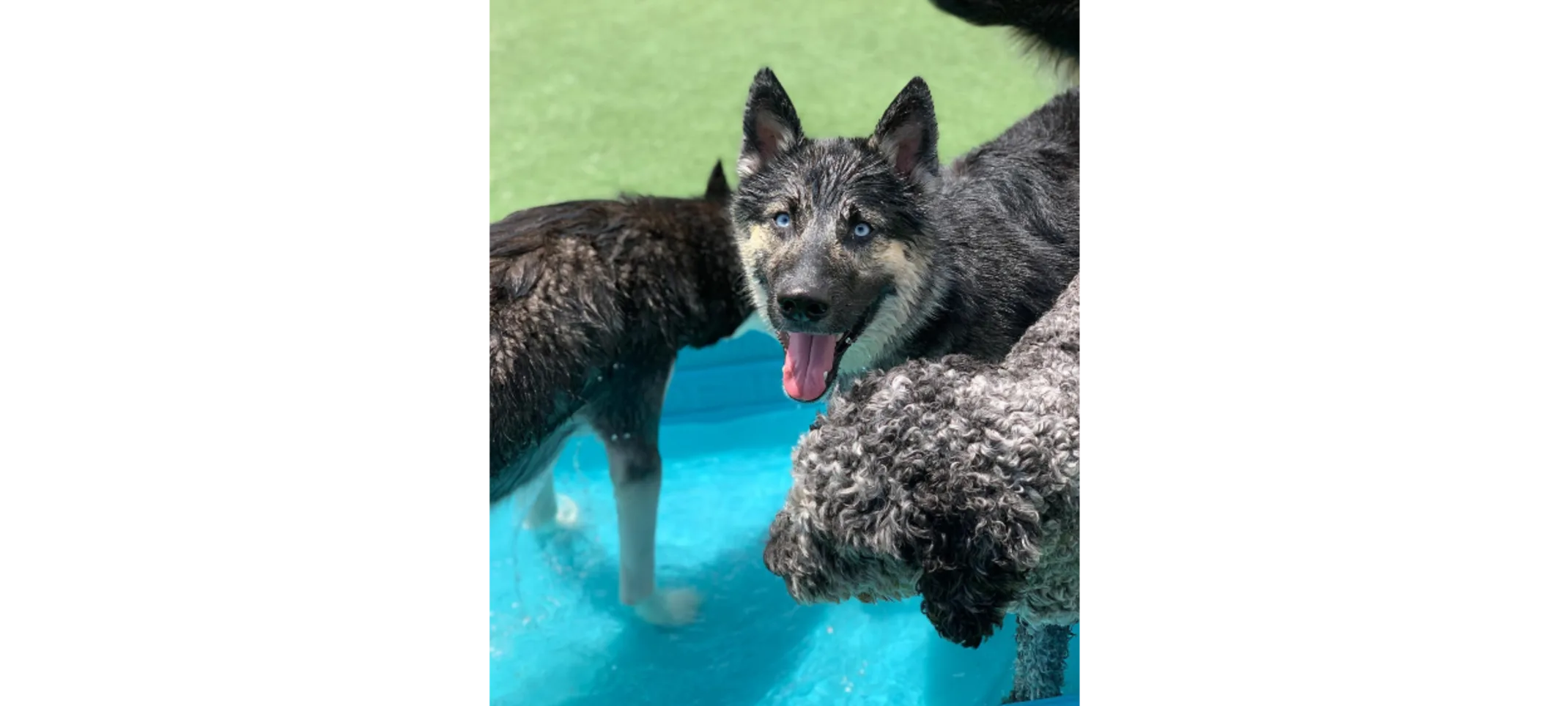 Three Dogs Standing In Kiddie Pool